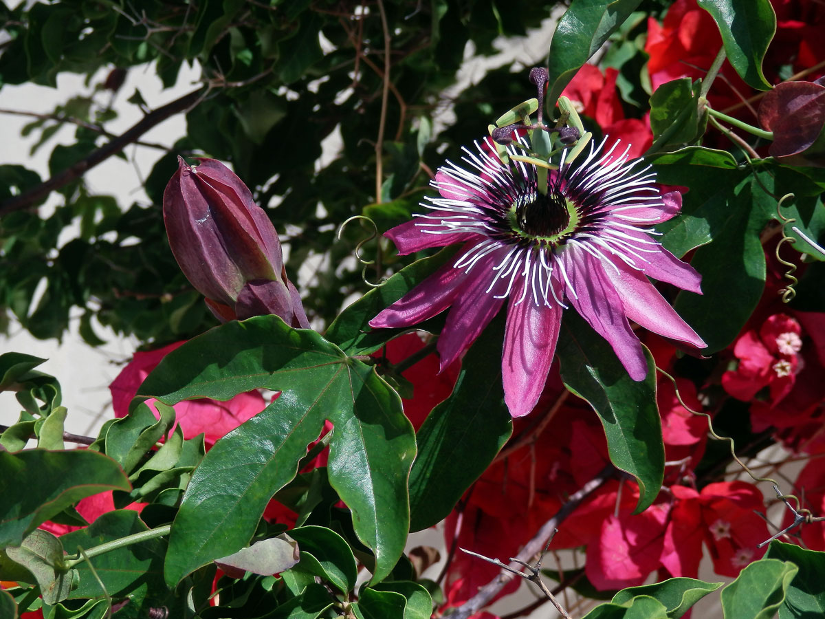 Mučenka (Passiflora amethystina J. C. Mikan)