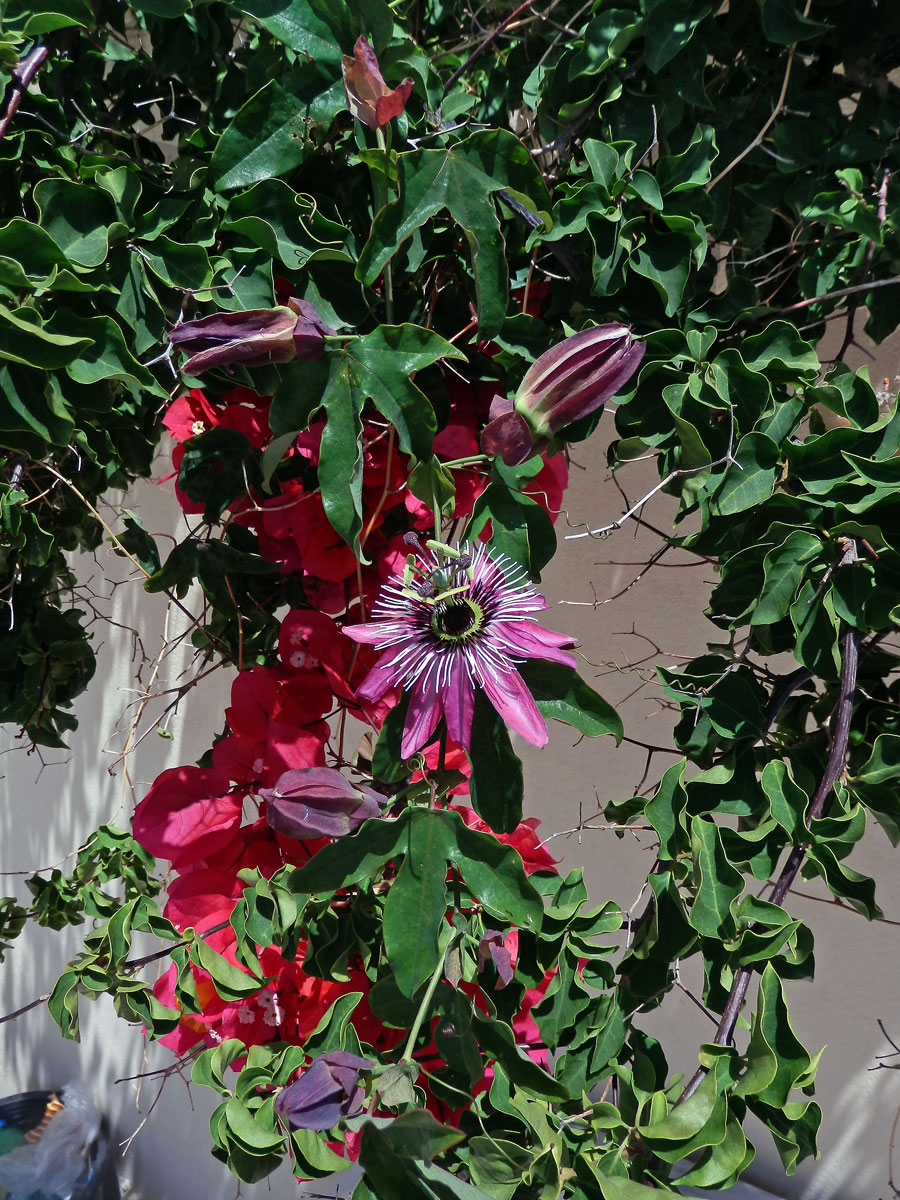 Mučenka (Passiflora amethystina J. C. Mikan)