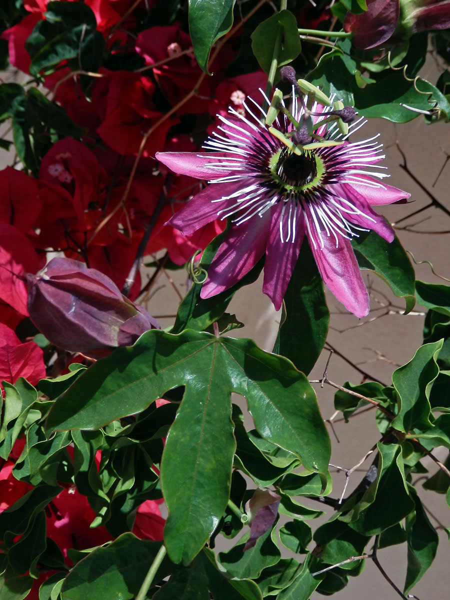 Mučenka (Passiflora amethystina J. C. Mikan)