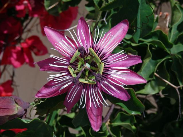 Mučenka (Passiflora amethystina J. C. Mikan)