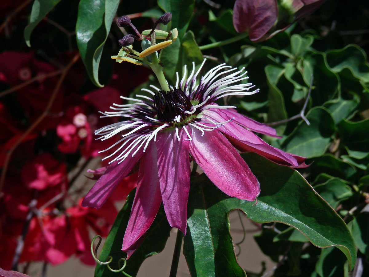 Mučenka (Passiflora amethystina J. C. Mikan)