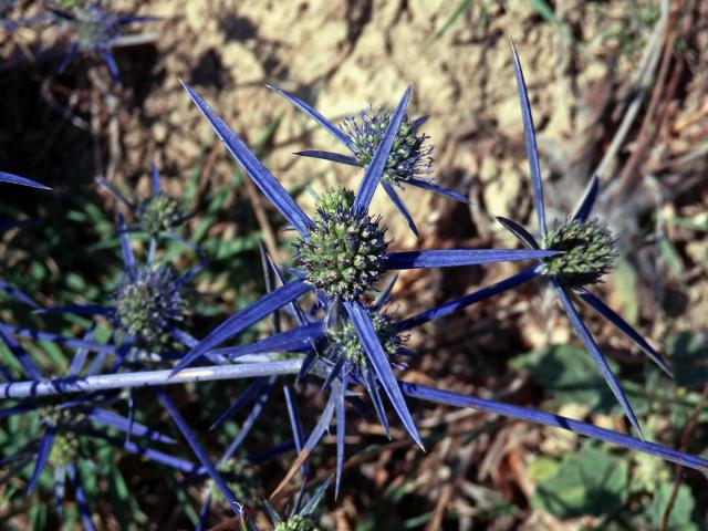 Máčka (Eryngium caeruleum M. Bieb.)