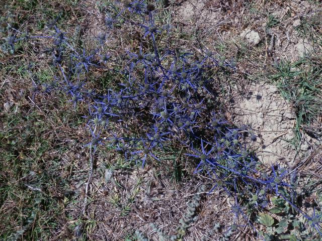 Máčka (Eryngium caeruleum M. Bieb.)