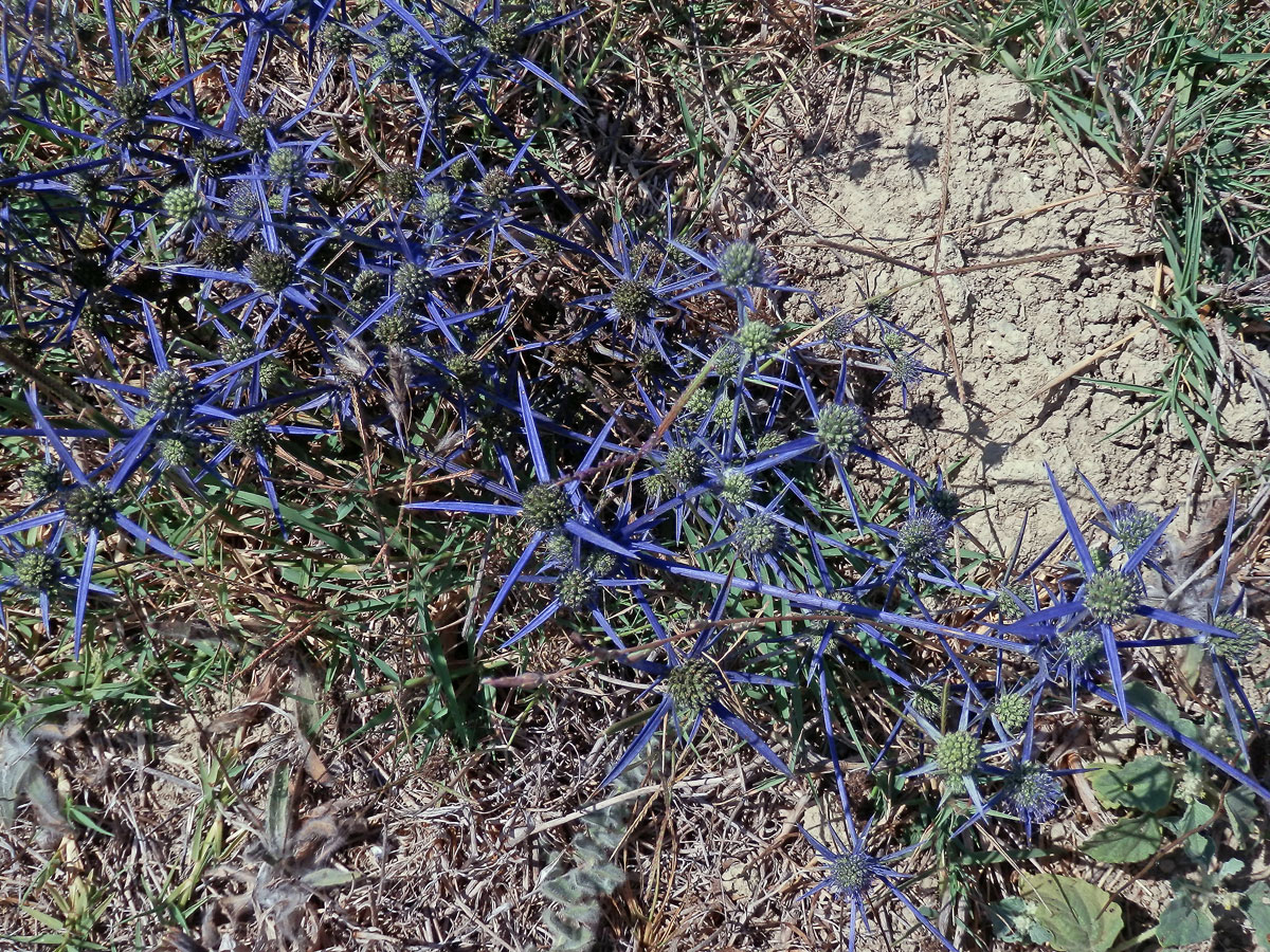 Máčka (Eryngium caeruleum M. Bieb.)