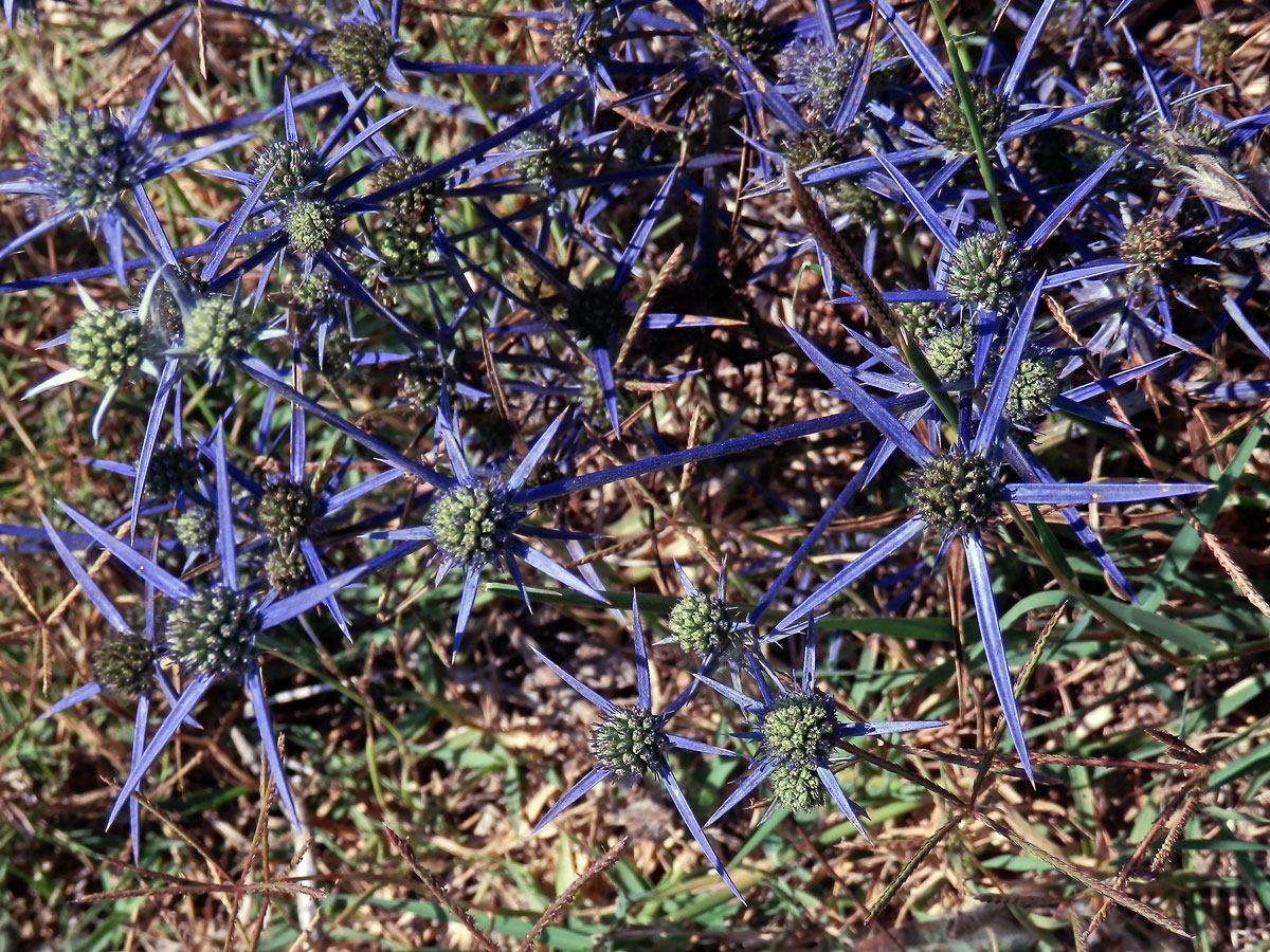 Máčka (Eryngium caeruleum M. Bieb.)