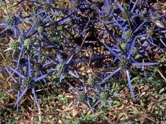 Máčka (Eryngium caeruleum M. Bieb.)