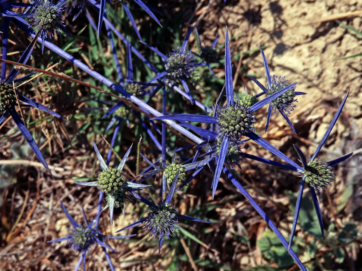 Máčka (Eryngium caeruleum M. Bieb.)