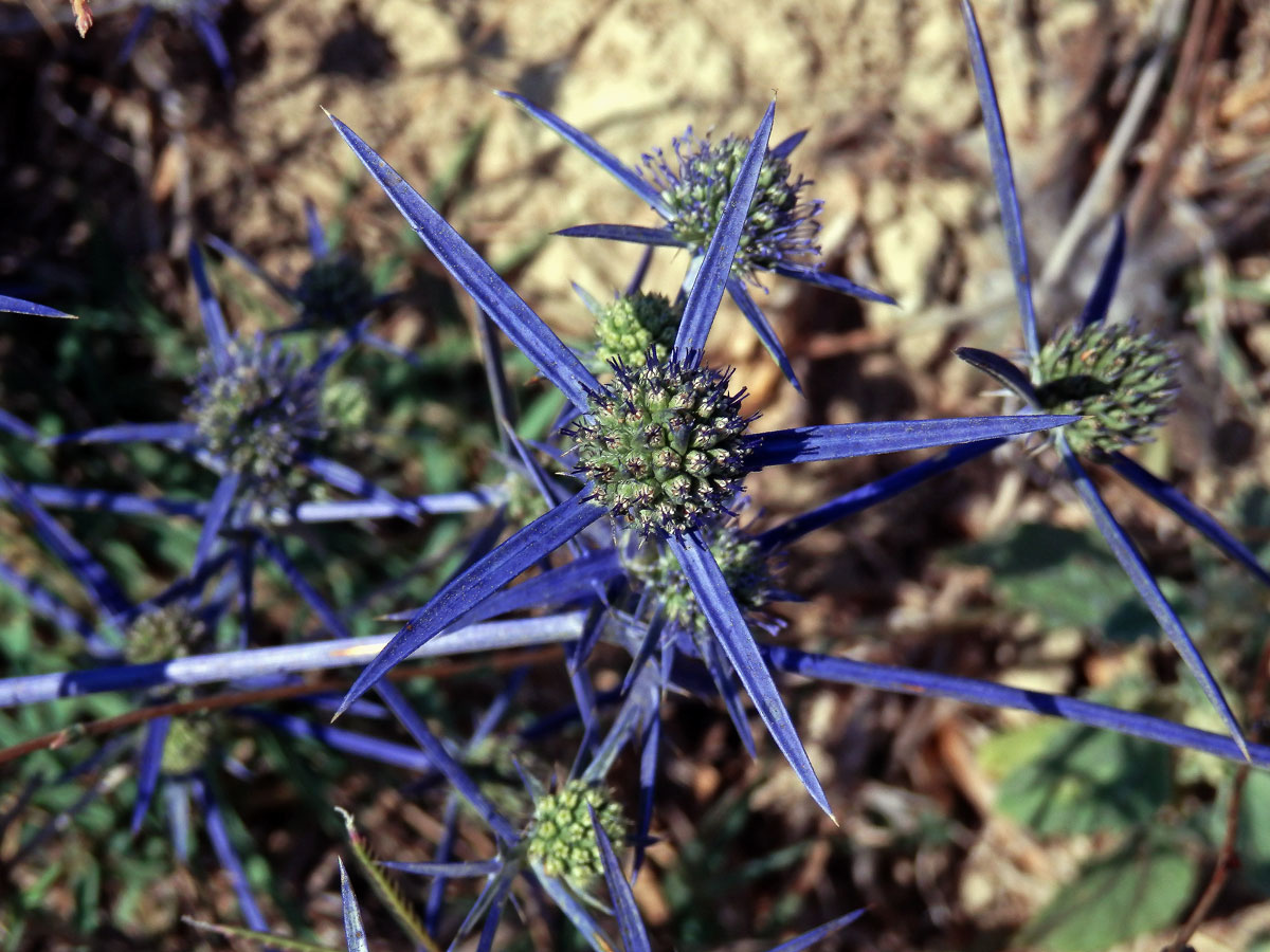 Máčka (Eryngium caeruleum M. Bieb.)