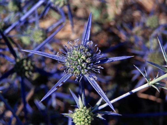 Máčka (Eryngium caeruleum M. Bieb.)