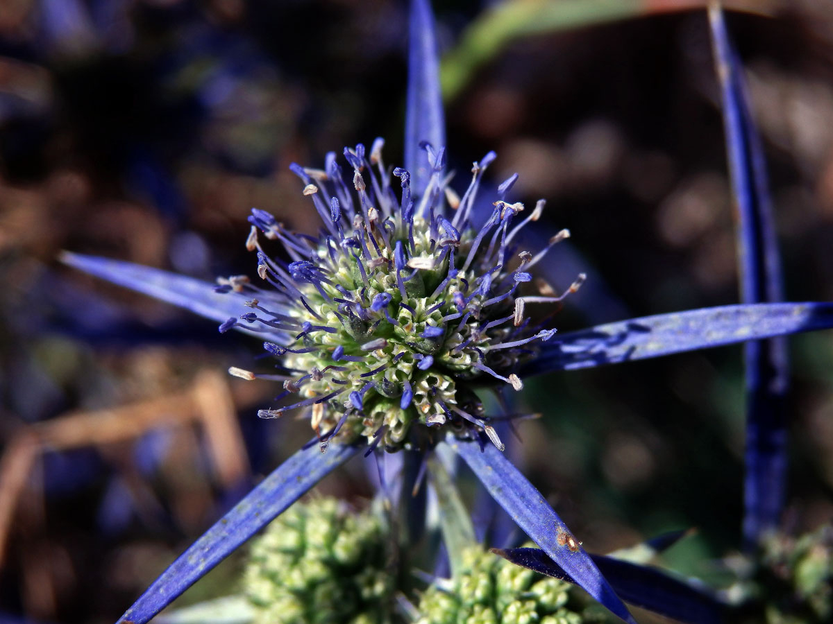 Máčka (Eryngium caeruleum M. Bieb.)