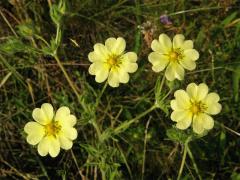 Mochna přímá (Potentilla recta L.)