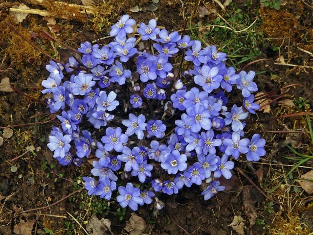 Jaterník podléška (trojlaločný) (Hepatica nobilis Schreber)