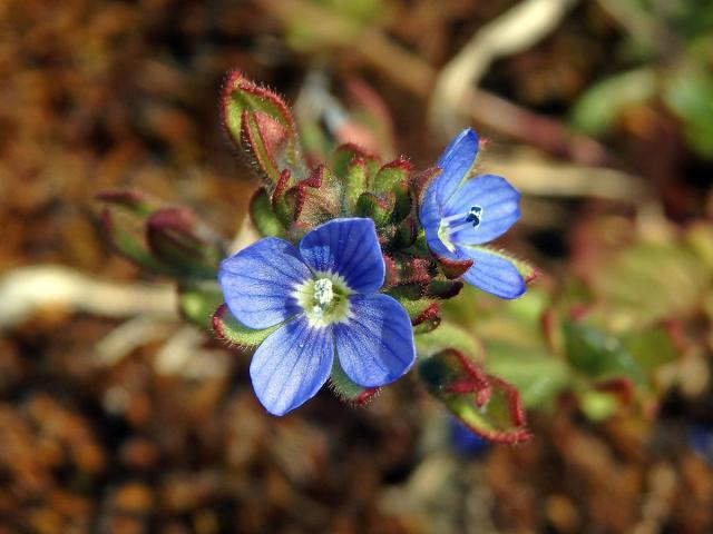 Rozrazil trojklaný (Veronica triphyllos L.)