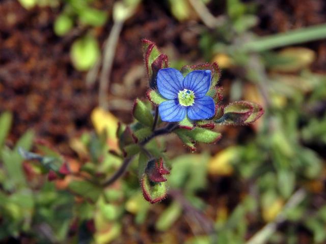 Rozrazil trojklaný (Veronica triphyllos L.)