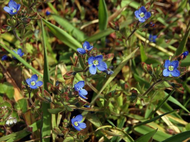 Rozrazil trojklaný (Veronica triphyllos L.)