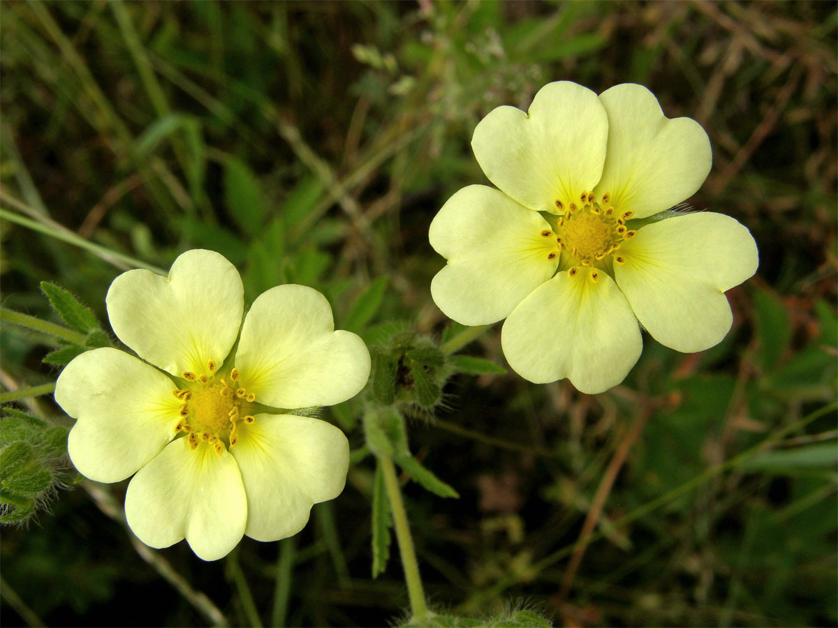 Mochna přímá (Potentilla recta L.)