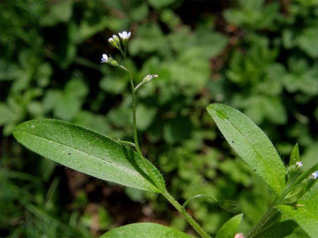 Pomněnka řídkokvětá (Myosotis sparsiflora Pohl)