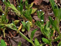 Pomněnka řídkokvětá (Myosotis sparsiflora Pohl)
