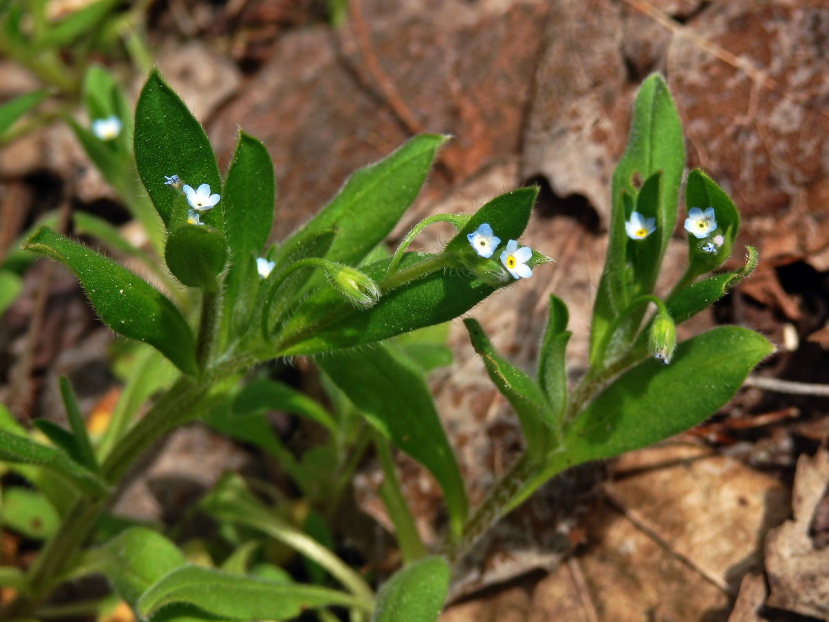 Pomněnka řídkokvětá (Myosotis sparsiflora Pohl)