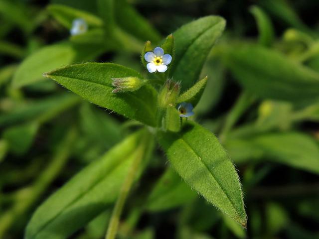 Pomněnka řídkokvětá (Myosotis sparsiflora Pohl)