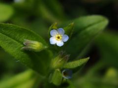 Pomněnka řídkokvětá (Myosotis sparsiflora Pohl)