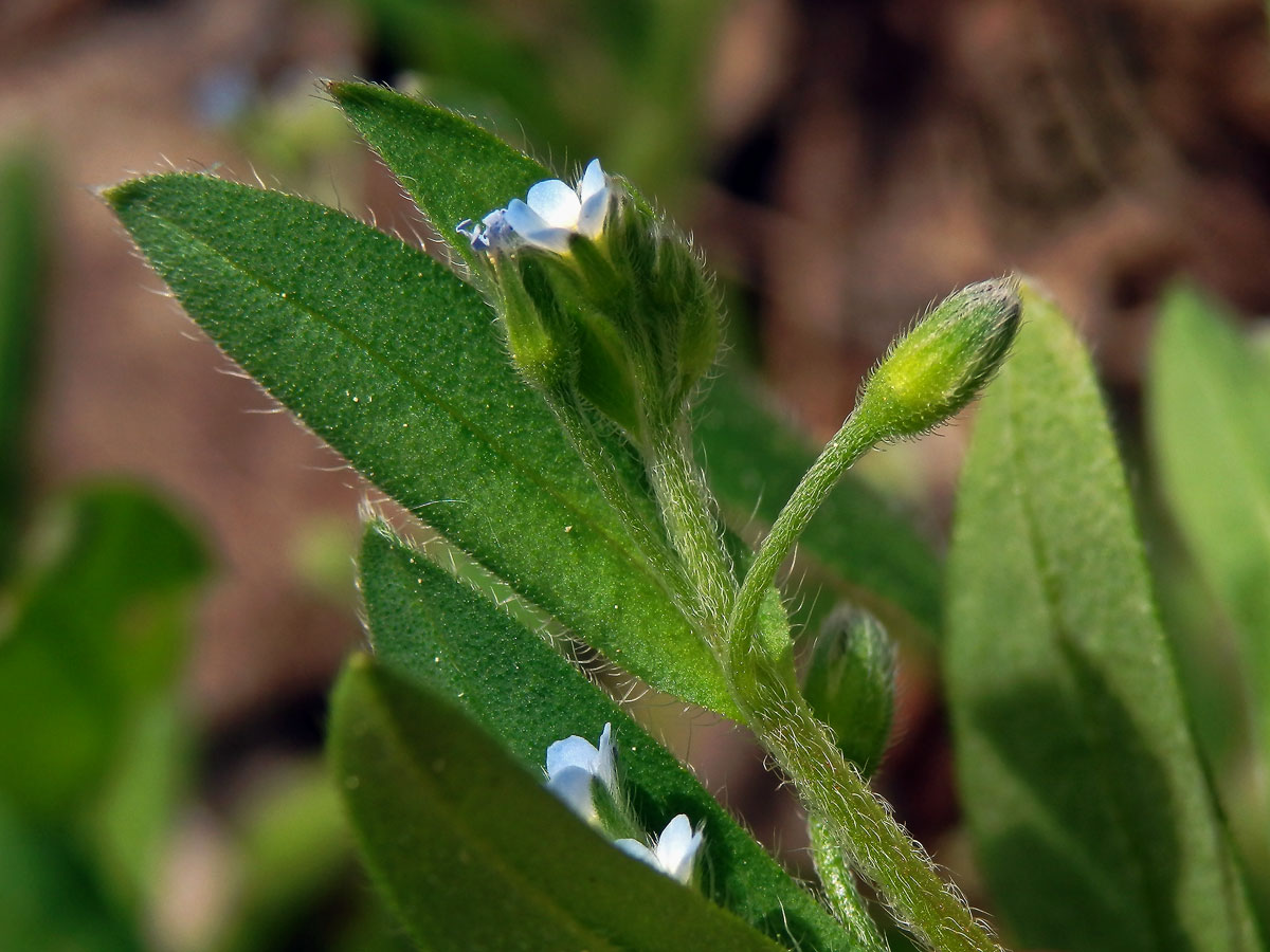 Pomněnka řídkokvětá (Myosotis sparsiflora Pohl)