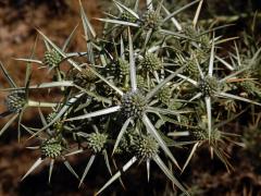 Máčka krétská (Eryngium creticum Lam.)