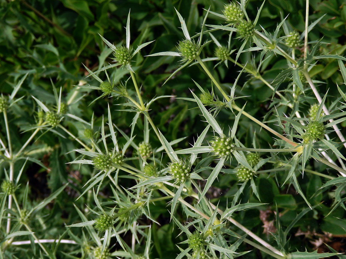 Máčka ladní (Eryngium campestre L.)