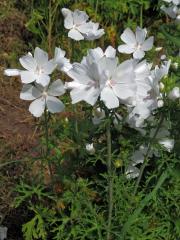 Sléz pižmový (Malva moschata L.)