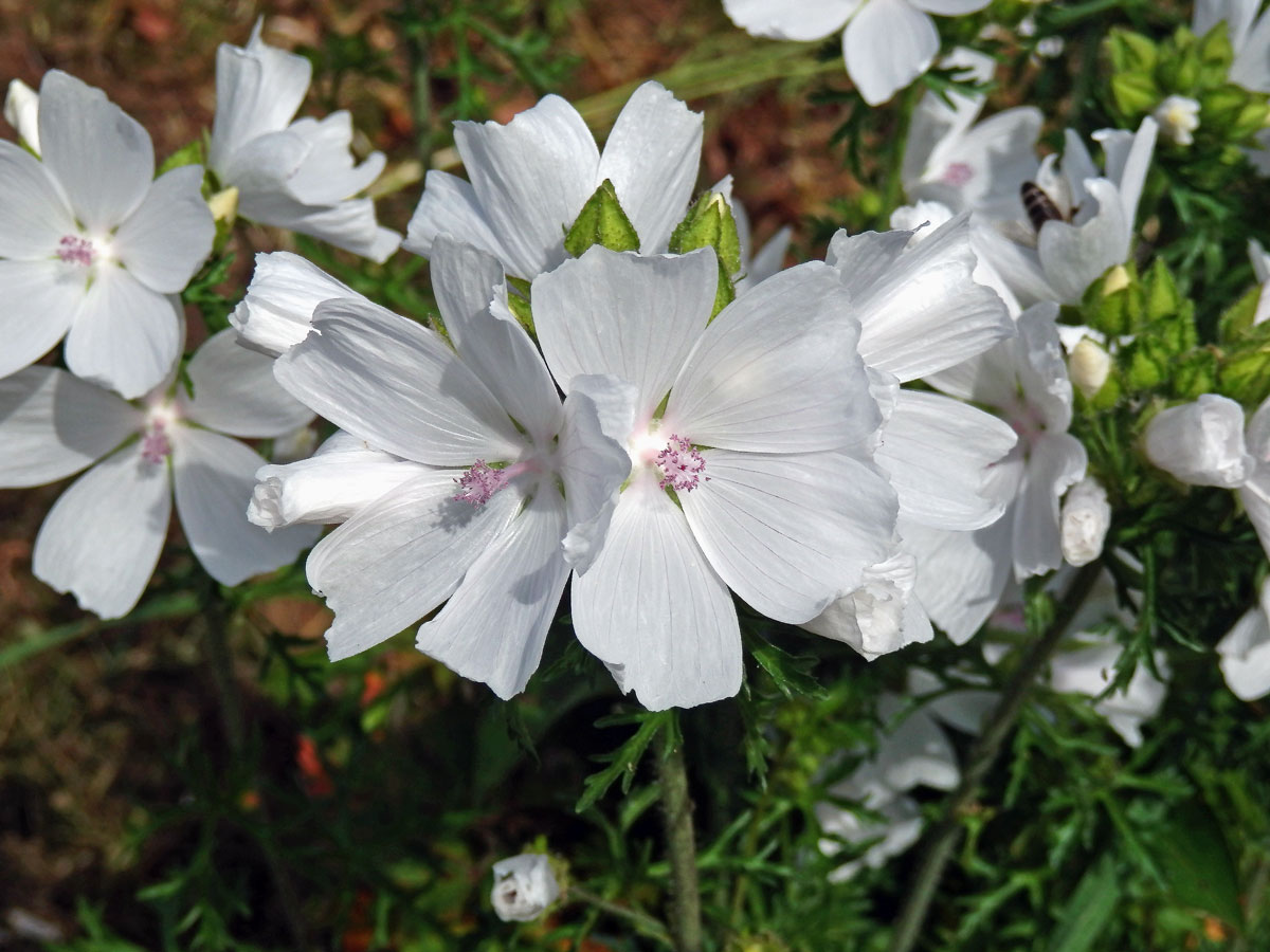 Sléz pižmový (Malva moschata L.)