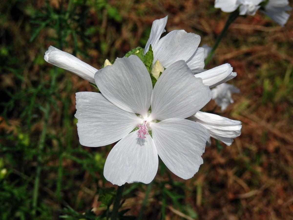 Sléz pižmový (Malva moschata L.)