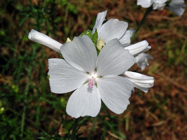 Sléz pižmový (Malva moschata L.)