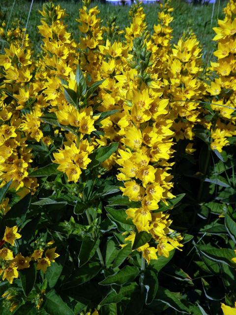 Vrbina tečkovaná (Lysimachia punctata L.)