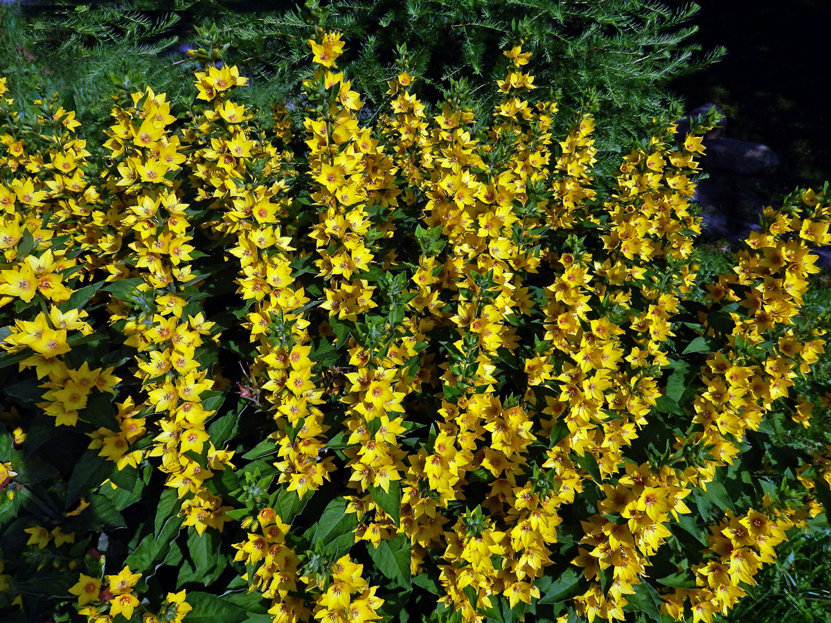 Vrbina tečkovaná (Lysimachia punctata L.)