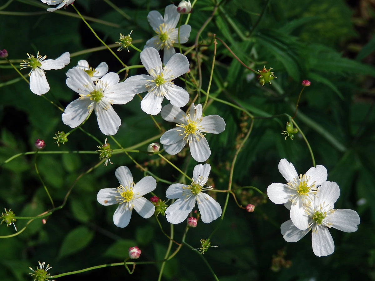 Pryskyřník platanolistý (Ranunculus platanifolius L.)