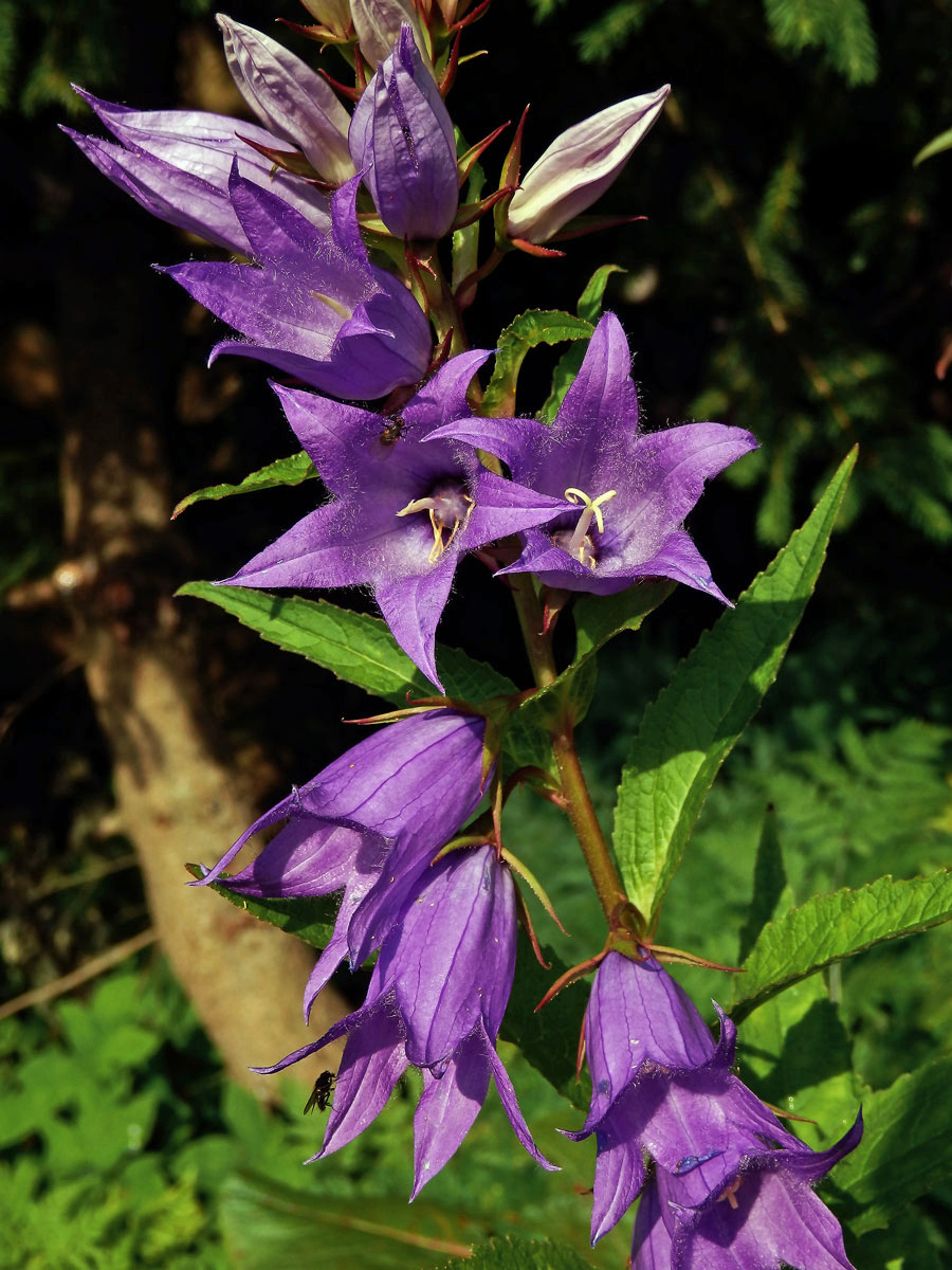 Zvonek širokolistý (Campanula latifolia L.)