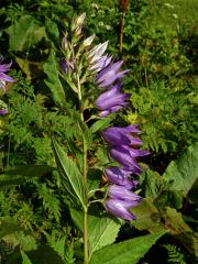 Zvonek širokolistý (Campanula latifolia L.)