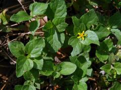 Synedrella nodiflora (L.) Gaertn.