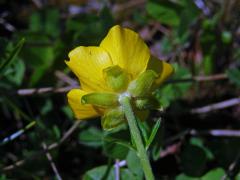 Pryskyřník pahorský (Ranunculus pseudomontanus Schur)