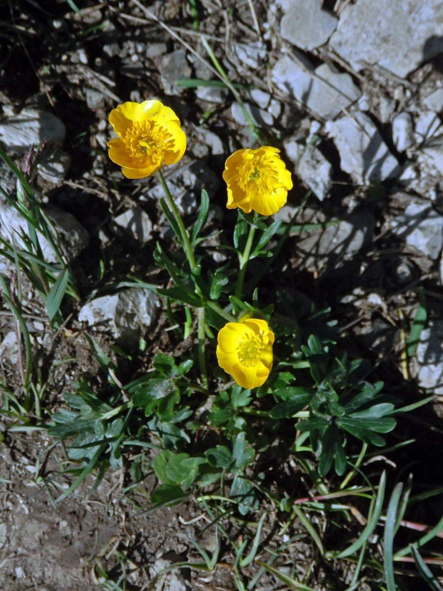 Pryskyřník pahorský (Ranunculus pseudomontanus Schur)