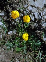 Pryskyřník pahorský (Ranunculus pseudomontanus Schur)