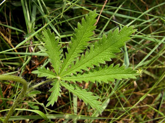 Mochna přímá (Potentilla recta L.)