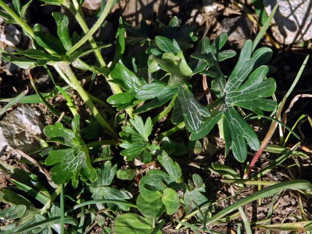 Pryskyřník pahorský (Ranunculus pseudomontanus Schur)