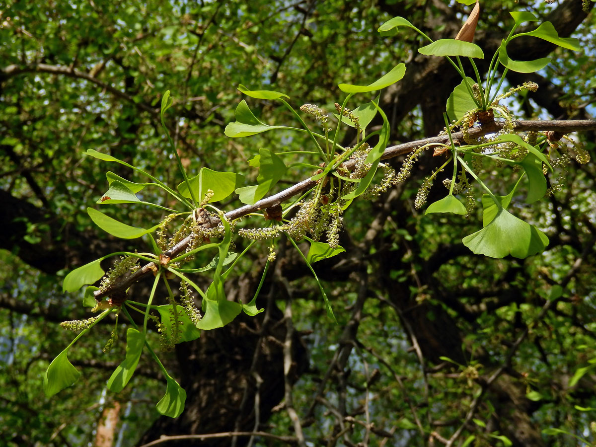 Jinan dvoulaločný (Ginkgo biloba L.)