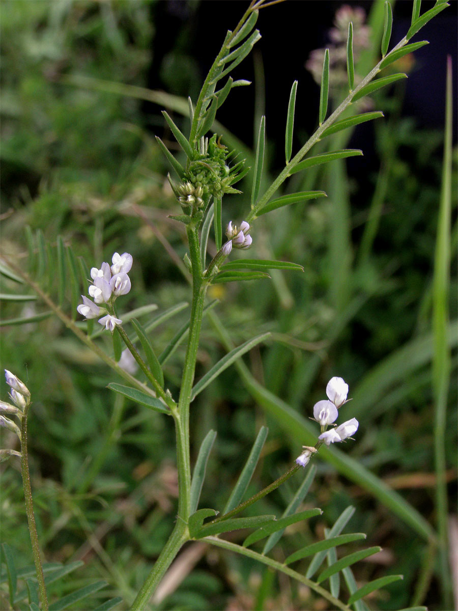 Vikev chlupatá (Vicia hirsuta (L.) S. F. Gray)