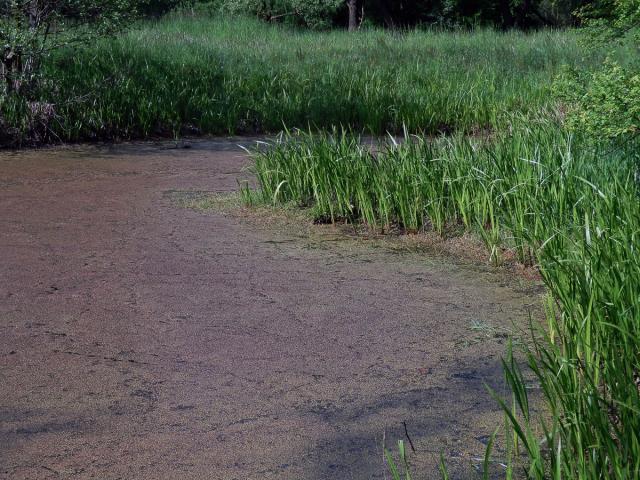 Závitka mnohokořenná (Spirodela polyrhiza (L.) Schleid.)