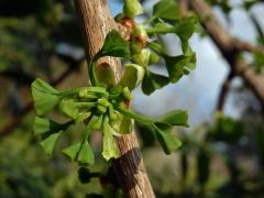 Jinan dvoulaločný (Ginkgo biloba L.)