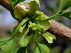 Jinan dvoulaločný (Ginkgo biloba L.)