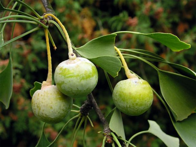 Jinan dvoulaločný (Ginkgo biloba L.)