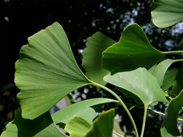 Jinan dvoulaločný (Ginkgo biloba L.)